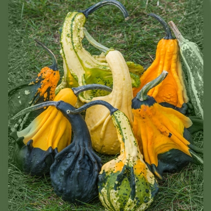 Picture of Ornamental Gourd Andelska Kirdla
